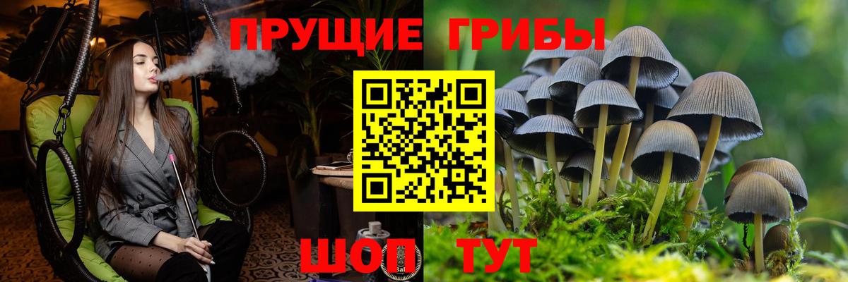 Галлюциногенные грибы Psilocybe Верхняя Салда